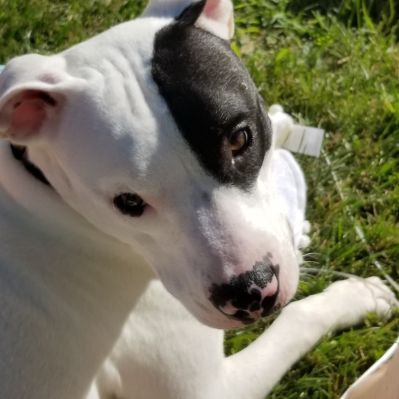 Meet your Posher, Kerrie - Picture 3 of 5